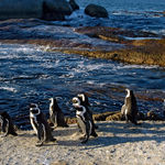 Penguin colony, Boulders Beach